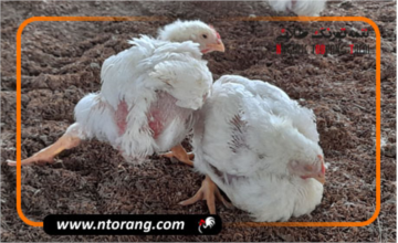 علت تورم چینه دان در طیور و نحوه درمان آن